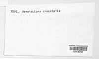 Vermicularia crassipila image